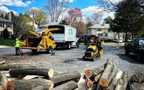 Best Lawn Renovation and Restoration  in Pimmit Hills, VA