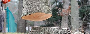 Best Tree Preservation Services  in Pimmit Hills, VA