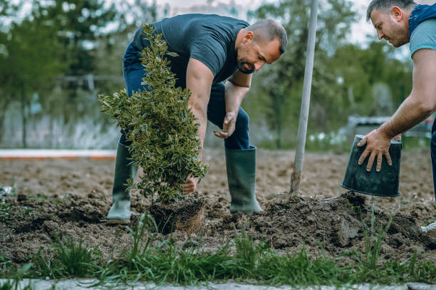 Best Organic Lawn Care Solutions  in Pimmit Hills, VA