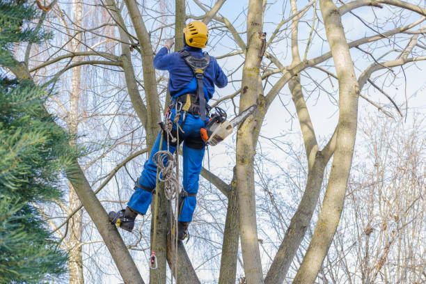 Best Tree Preservation Services  in Pimmit Hills, VA