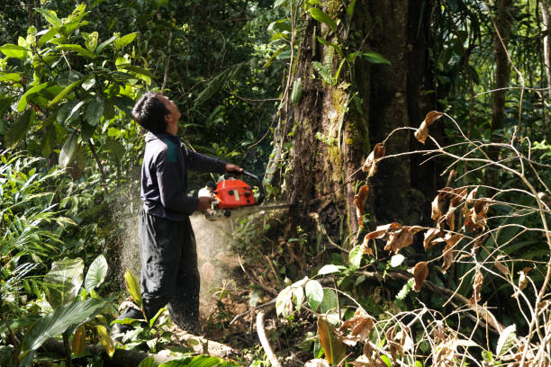 Best Stump Grinding and Removal  in Pimmit Hills, VA