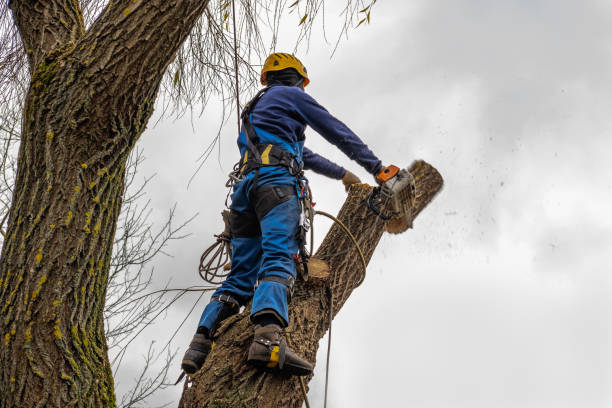 Best Palm Tree Trimming  in Pimmit Hills, VA