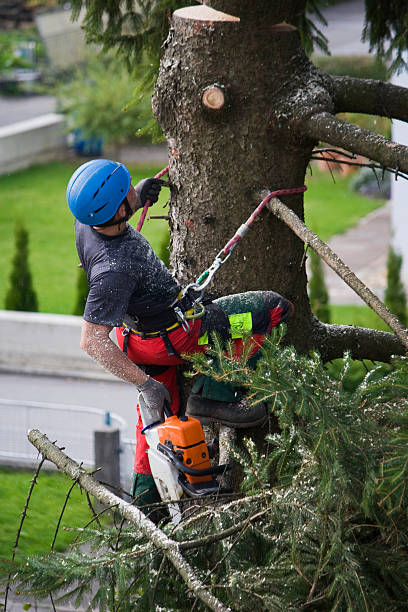 How Our Tree Care Process Works  in  Pimmit Hills, VA