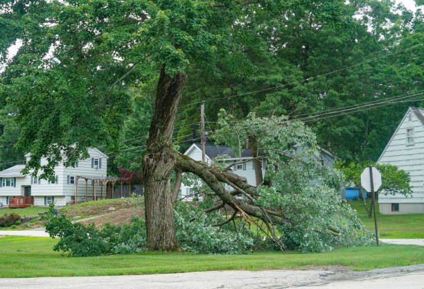 Best Tree Removal  in Pimmit Hills, VA