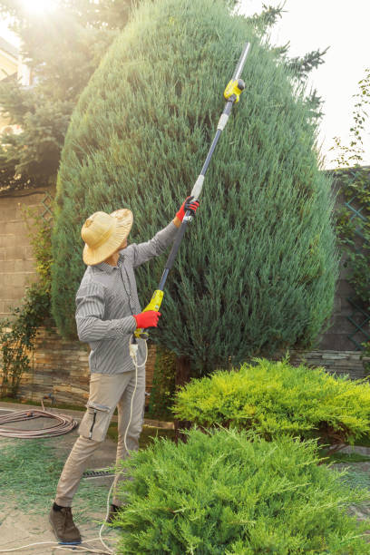 Best Pest Control for Lawns  in Pimmit Hills, VA